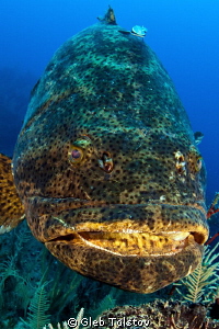 Goliath grouper portrait by Gleb Tolstov 